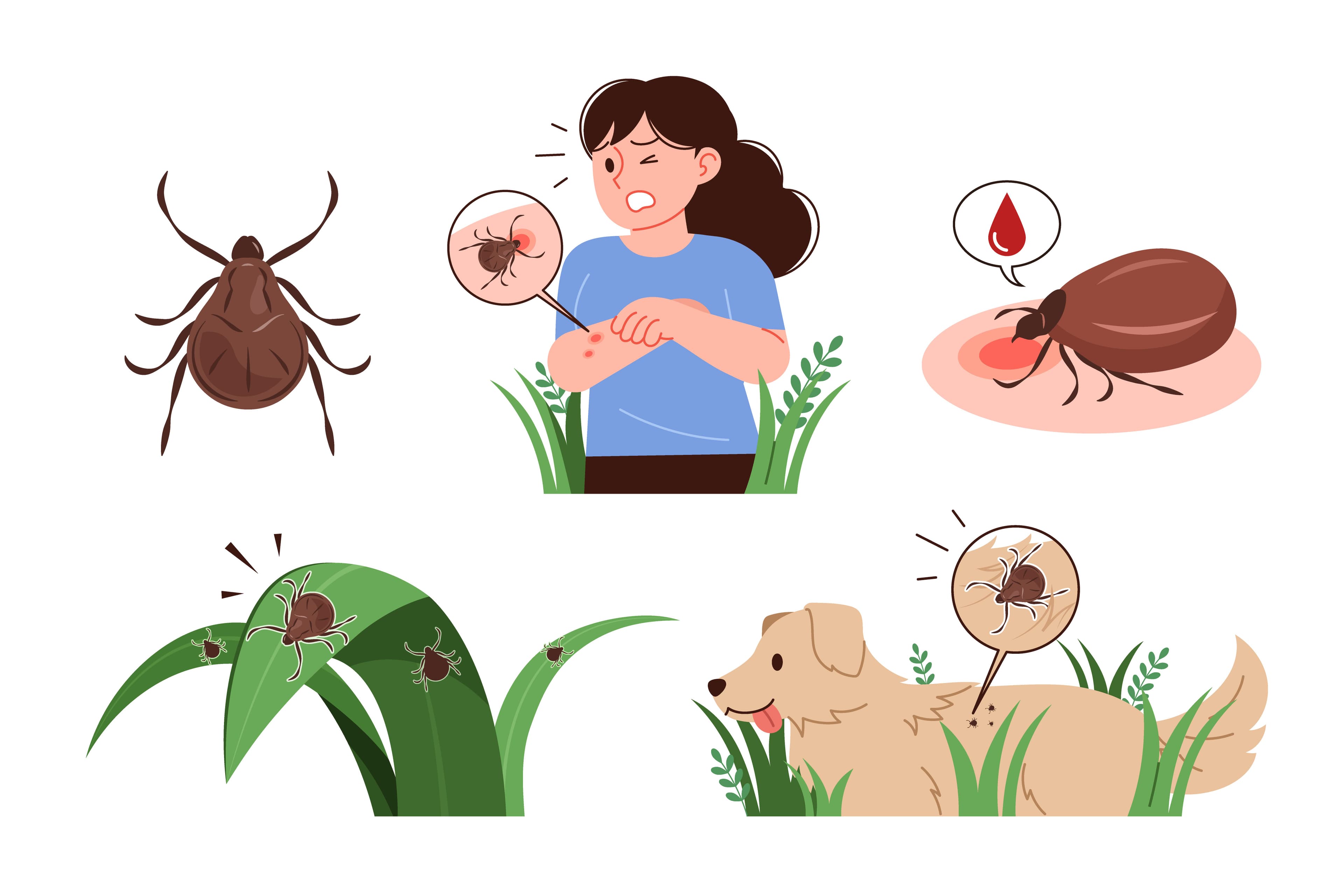 Lyme is Ticking: Updates on the Management of Lyme Disease and Other Tick-Borne Infections - 1 hour Continuing Education Course