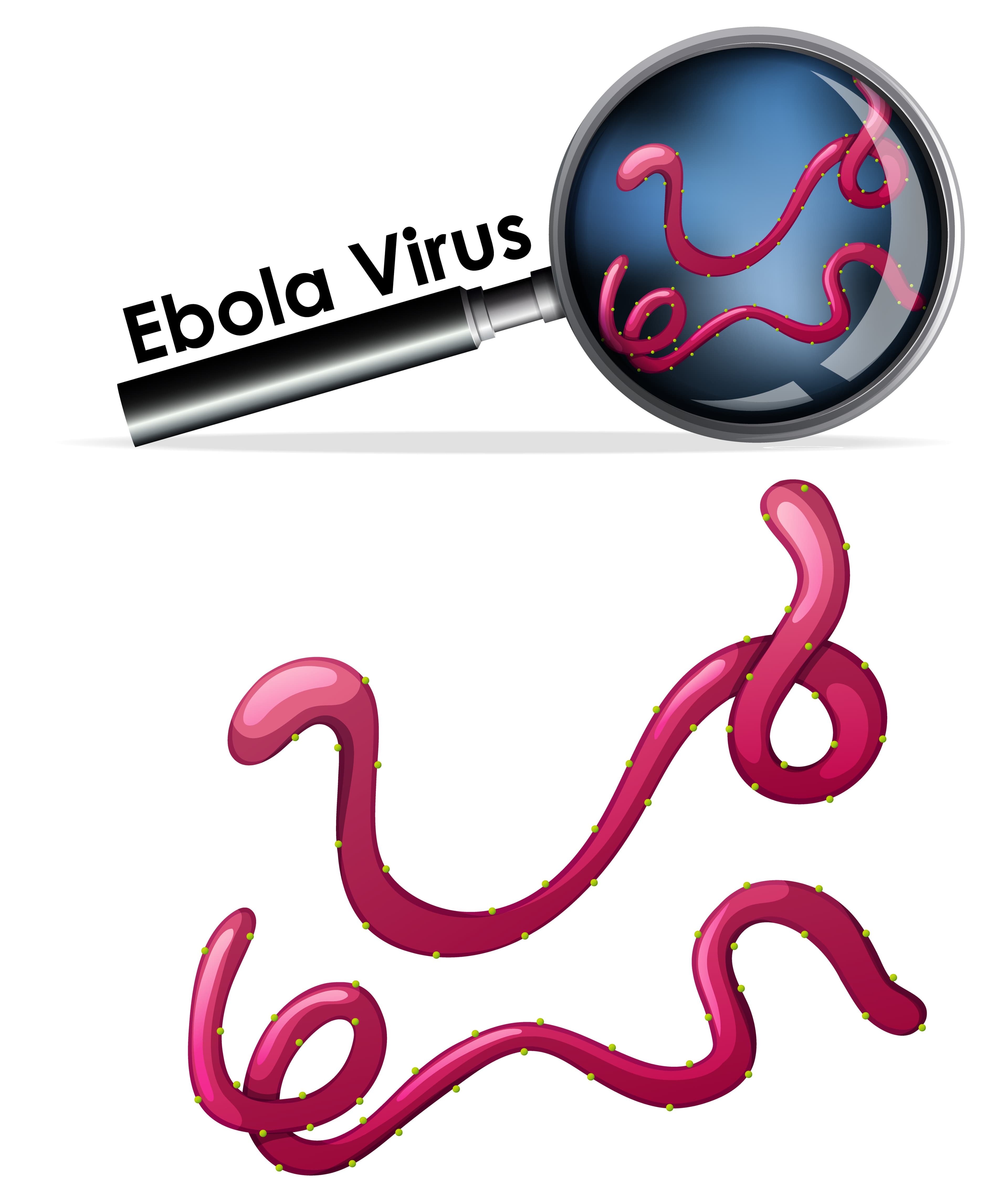 Image of Recognizing and Responding to Ebola Virus Disease: A Clinician’s Guide